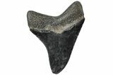 Serrated, Fossil Megalodon Tooth - South Carolina #310074-1